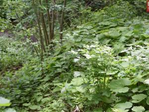 Prodej pozemku pro komerční výstavbu, Horní Heřmanice, 4584 m2