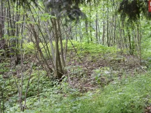 Prodej pozemku pro komerční výstavbu, Horní Heřmanice, 4584 m2