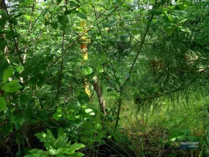 Prodej komerčního pozemku, Moravské Budějovice - Vesce, 16208 m2