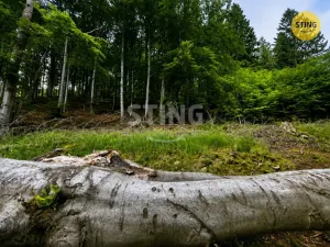 Prodej louky, Košařiska, 6262 m2