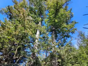 Prodej lesa, Žďár, 233155 m2