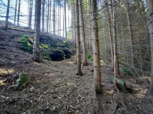 Prodej lesa, Žďár, 233155 m2