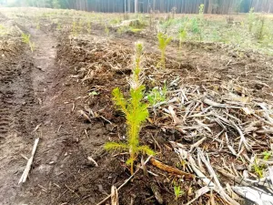 Prodej lesa, Žďár, 233155 m2