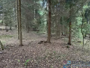 Prodej lesa, Železný Brod - Jirkov, 15992 m2