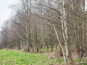 Prodej pozemku, Cheb, Nad Jezem, 11773 m2