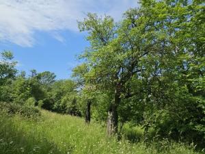 Prodej sadu/vinice, Koryčany, 4253 m2