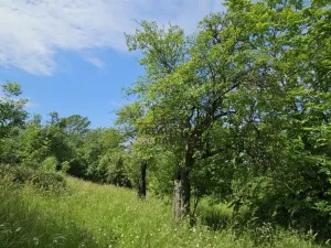 Prodej sadu/vinice, Koryčany, 4253 m2