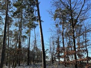 Prodej lesa, Náměšť nad Oslavou, 3451 m2