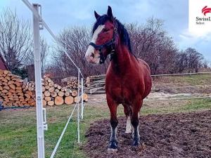 Prodej rodinného domu, Třemešná - Rudíkovy, 82 m2