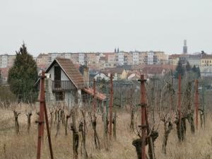 Pronájem zahrady, Znojmo, Leska Horní, 423 m2