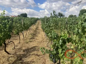 Prodej sadu/vinice, Vacenovice, 1366 m2