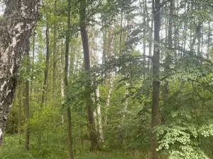 Prodej lesa, Chlum u Třeboně - Žíteč, 360000 m2