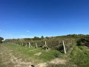 Prodej sadu/vinice, Čejkovice, 11340 m2