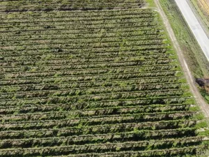 Prodej sadu/vinice, Čejkovice, 11340 m2