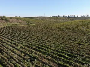 Prodej sadu/vinice, Čejkovice, 11340 m2