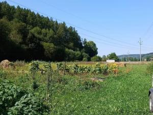 Prodej zahrady, Městečko Trnávka - Pěčíkov, 500 m2