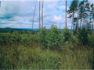 Prodej lesa, Třešť, 18115 m2