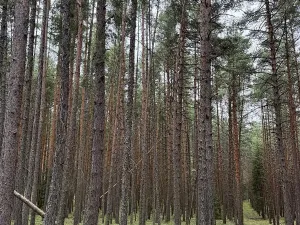 Prodej lesa, Křenovice, 6891 m2