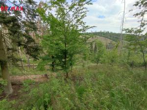 Prodej lesa, Číměř, 1493 m2