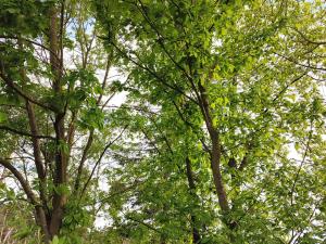 Prodej lesa, Číměř, 1493 m2