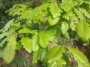 Prodej lesa, Číměř, 1493 m2