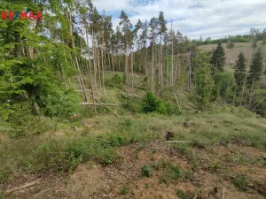 Prodej lesa, Číměř, 1493 m2