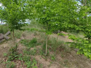 Prodej lesa, Číměř, 1493 m2