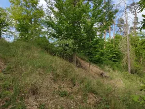 Prodej lesa, Číměř, 1493 m2