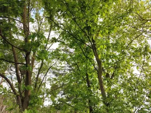 Prodej lesa, Číměř, 1493 m2