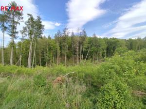 Prodej lesa, Vladislav, 17681 m2