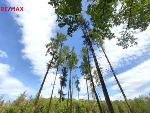 Prodej lesa, Vladislav, 17681 m2