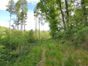 Prodej lesa, Číměř, 17681 m2