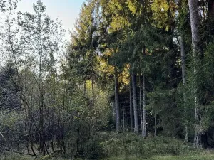 Prodej lesa, Ločenice, 8295 m2