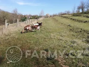 Prodej zemědělské usedlosti, Řepín, 1029 m2