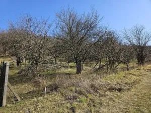 Prodej sadu/vinice, Velké Němčice, 3259 m2