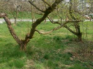 Pronájem zahrady, Olomouc - Slavonín, 390 m2