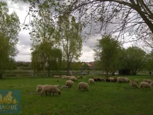 Pronájem komerčního pozemku, Praha - Lahovice, 200 m2