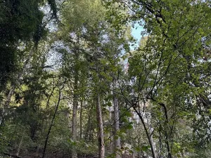 Prodej lesa, Kokořín, 1205 m2