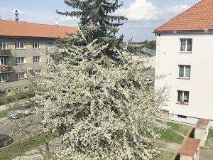 Prodej bytu 3+1, Pardubice - Bílé Předměstí, Sezemická, 73 m2