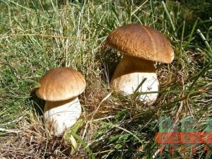 Prodej pozemku pro bydlení, Bavoryně - Na Lhotkách, 1249 m2