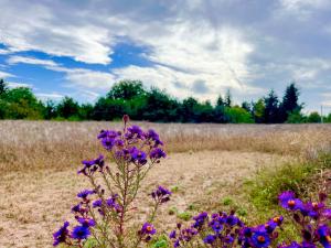 Prodej pozemku pro bydlení, Blšany - Malá Černoc, 1500 m2