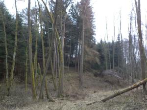 Prodej lesa, Ludkovice, 5834 m2