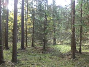 Prodej lesa, Římov - Dolní Stropnice, 32512 m2