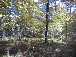 Dražba lesa, Římov, 2102 m2