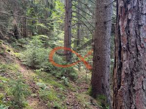 Prodej lesa, Nový Hrozenkov, 36473 m2