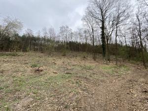 Prodej lesa, Bílé Podolí, 5201 m2