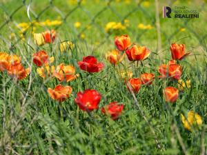 Prodej pozemku pro bydlení, Kryry, U Školky, 2314 m2