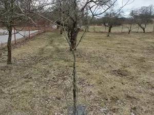 Prodej pozemku pro bydlení, Pečice, 5184 m2