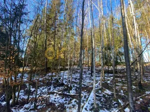 Dražba lesa, Všehrdy, 3720 m2