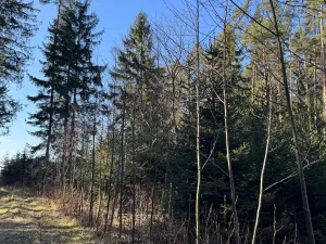 Prodej lesa, Sedlečko u Soběslavě, 6708 m2